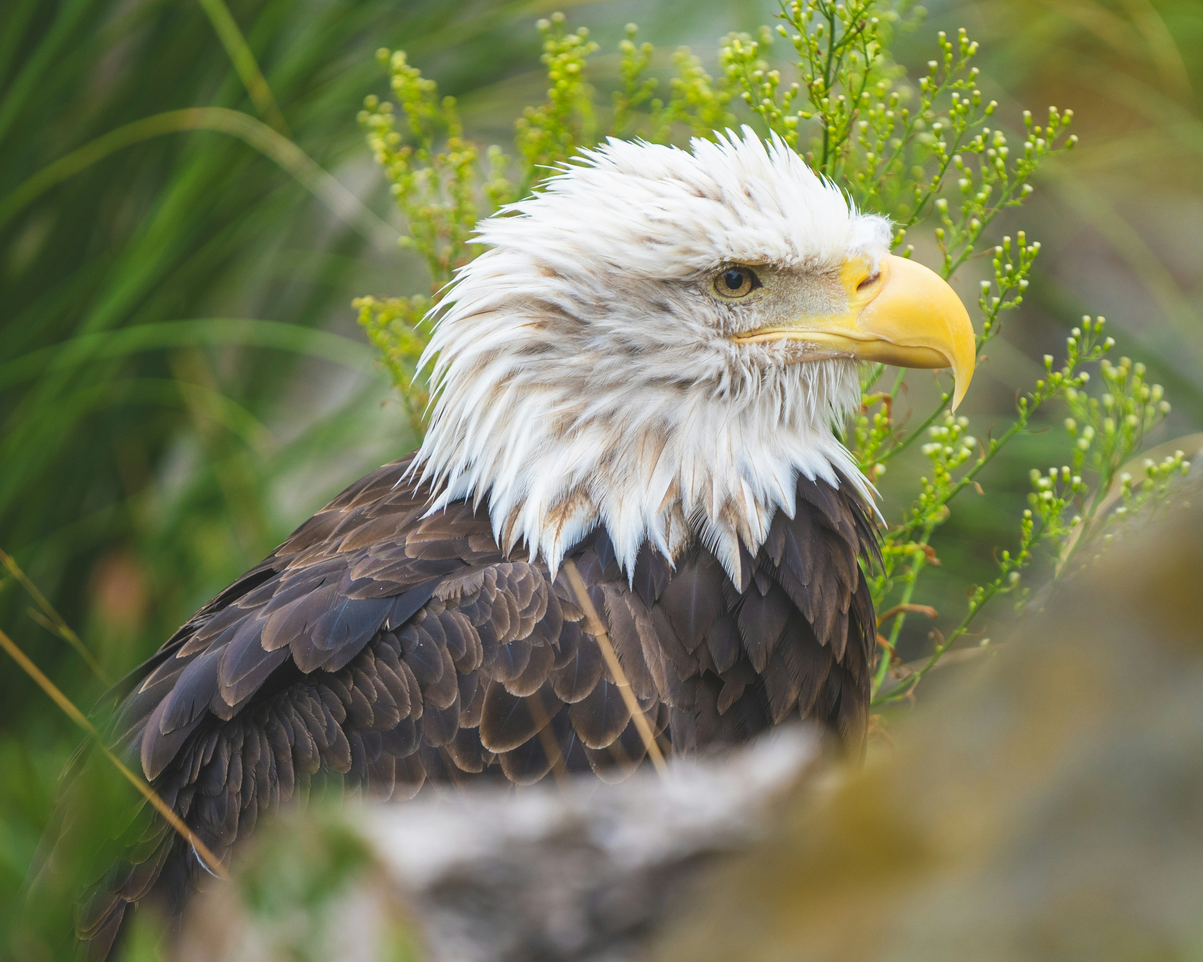 black and white eagle flying over green grass during daytime